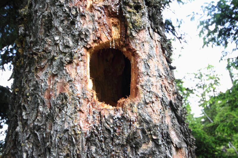 Datei:Spechthöhle 7978.jpg