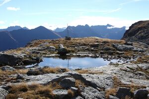 Goldlacken 0358 2013-10-08.jpg