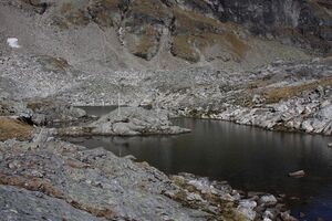 Goldlacken 0375 2013-10-08.jpg