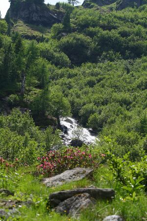 Im wildkar 23661 2008-06-26.jpg