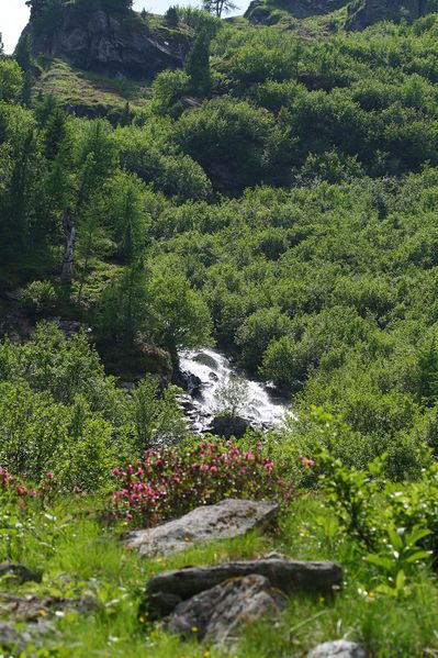 Datei:Im wildkar 23661 2008-06-26.jpg