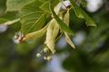 Lindenblüten-1000-2011-08-10.jpg