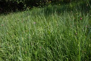 Mößnakar 0849 13-07-12.jpg