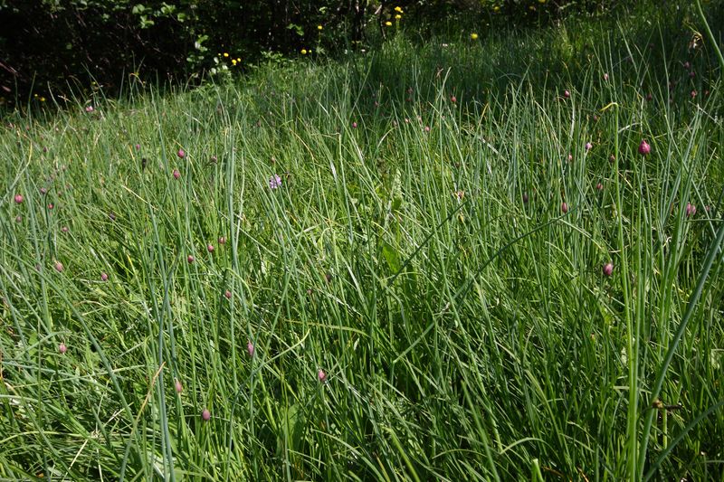 Datei:Mößnakar 0849 13-07-12.jpg