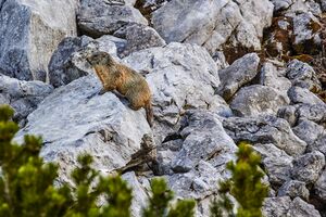 Murmeltier gamsfriedhof-400-2020-05-18.jpg