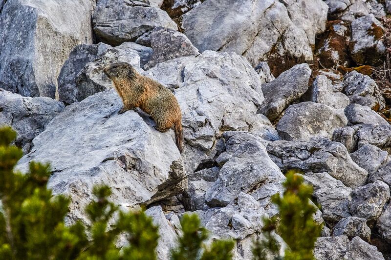 Datei:Murmeltier gamsfriedhof-400-2020-05-18.jpg