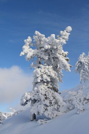 Zirbe - guschen 2891 2007-11-17.jpg