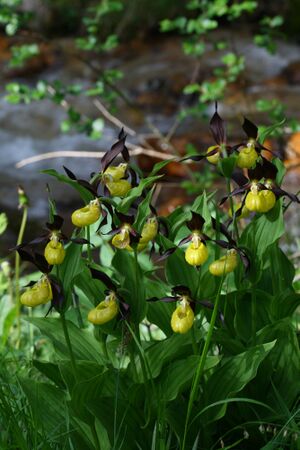 Frauenschuh 2063 2008-05-29.jpg