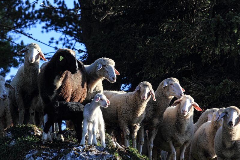 Datei:Schafe stoder 09423 2019-09-15.jpg