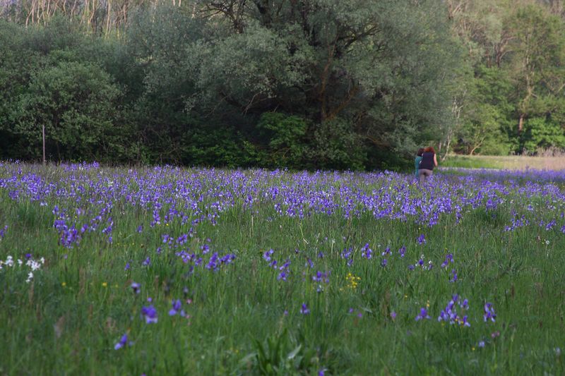 Datei:Enns-Altarme Niederstuttern 58391 2014-05-21.jpg