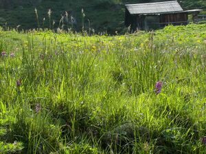 Unt weitgaßalm 19461 2007-05-25.jpg