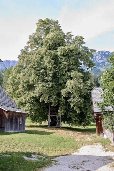 Datei:Vlg. Schörkmaier gröbming-0205-2023-08-27.jpg
