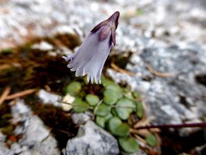 Weiße Soldanelle humlechnergraben2.JPG