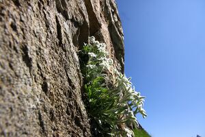 Edelweiß wildkar 0745 13-07-27.jpg