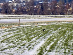 Ennsau Aiglern1330180.JPG