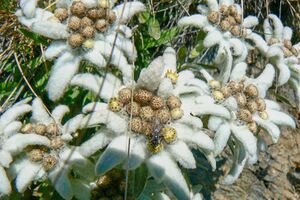 Krügerzinken thomas 19573 2007-08-26.jpg