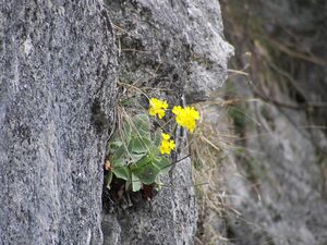 Petergstamm silberkar 90497 2006-05-10.jpg