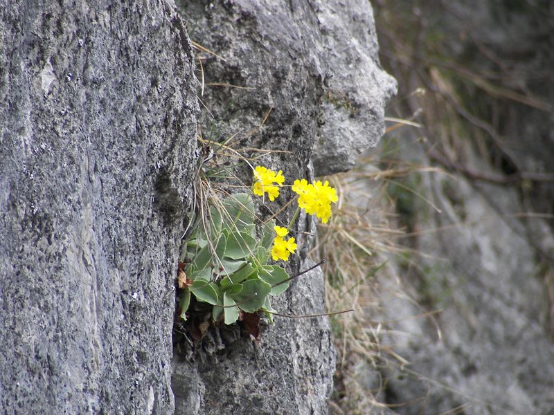Datei:Petergstamm silberkar 90497 2006-05-10.jpg