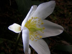 Schneerose 90732 2006-04-05.jpg