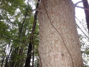 328 liezen 20.05.2012.jpg