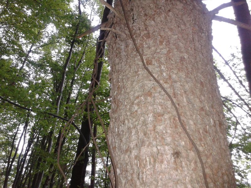 Datei:328 liezen 20.05.2012.jpg