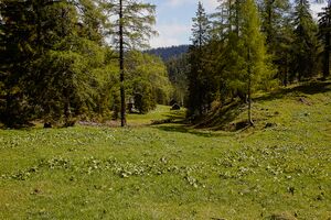 Ausseer Teltschenalm-103-2020-05-27-2.jpg