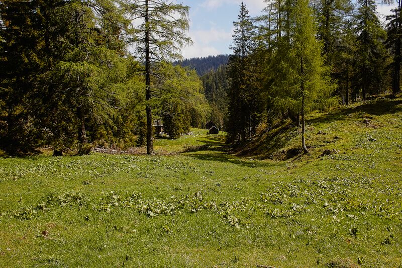Datei:Ausseer Teltschenalm-103-2020-05-27-2.jpg