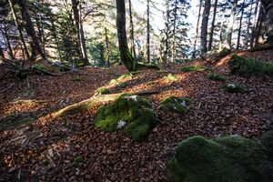 Buchwald tressenstein 11083 2015-10-28.jpg