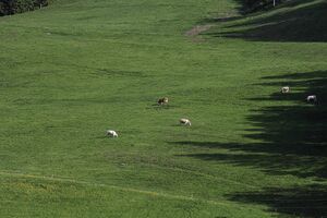 Finale grande gleiming-12-2018-05-20.jpg