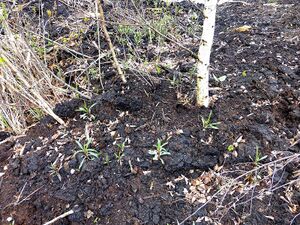 Frauenberger Torfstich0320.JPG