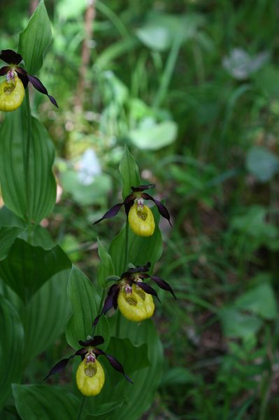 Datei:Frauenschuh 2018 2008-05-29.jpg