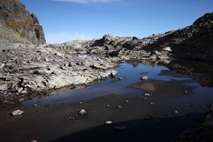 Goldlacken 0287 2013-10-08.jpg