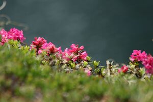 Hüttkarseen im Hüttkar 39377 2012-06-29.jpg