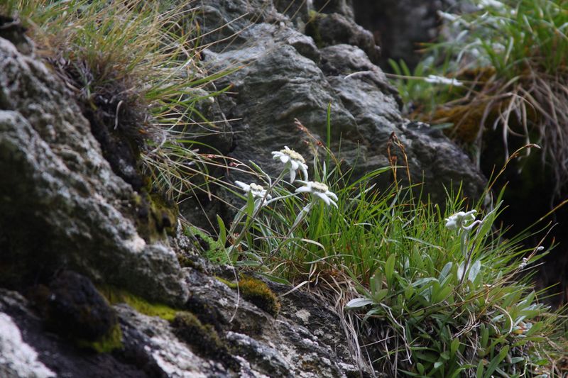 Datei:Im Wildkar 2537 2009-07-25.jpg