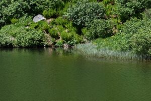 Plannersee 65303 2014-06-26.jpg