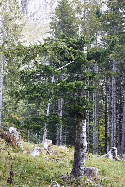 Datei:Ausseer sandlingalm-0020-2021-10-11.jpg