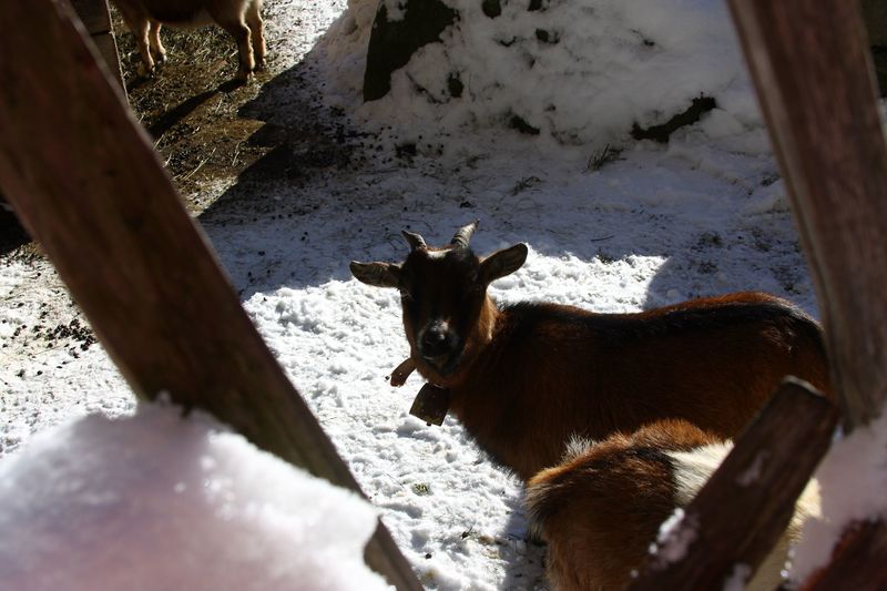 Datei:Forellenhof 26689 2014-01-01.jpg