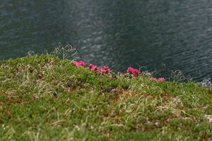 Hüttkarseen im Hüttkar 39376 2012-06-29.jpg