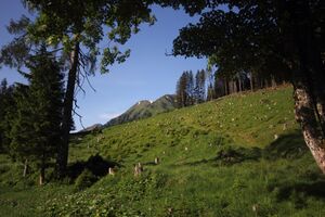 In der strechen 75924 2018-05-28.jpg