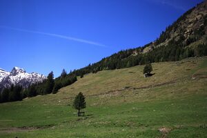 Sattental 45792 2017-05-19.jpg