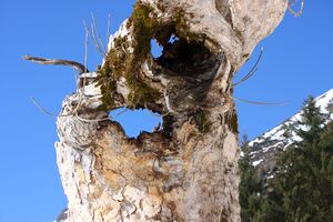 Ahorn kerschbaumeralm 45801 2014-03-12.jpg