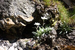 Edelweiß wildkar 0707 13-07-27.jpg