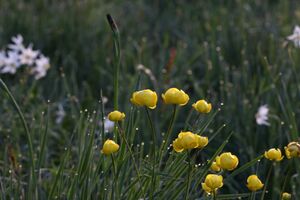 Feuchtwiesen trautenfels5984.jpg