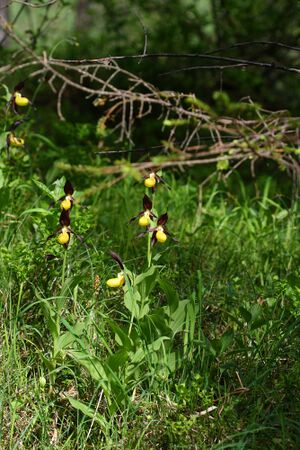 Frauenschuh 2101 2008-05-29.jpg