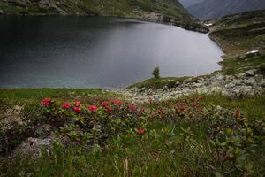 Schimpelsee 914 13-06-27.jpg