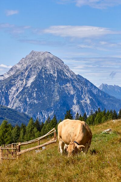 Datei:Bärenfeichtenalm-3169-2021-08-03.jpg