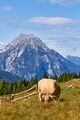 Bärenfeichtenalm-3169-2021-08-03.jpg