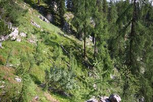 Bei prechtelsboden-kemetgebirge 97169 2015-07-16.jpg