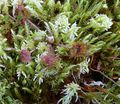 Drosera-Sonnentau580207.JPG