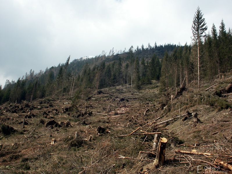 Datei:Windwurf sattental3969.jpg